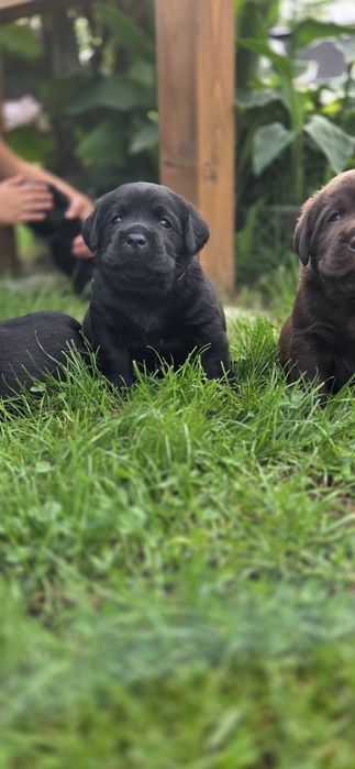 Labrador Retriever