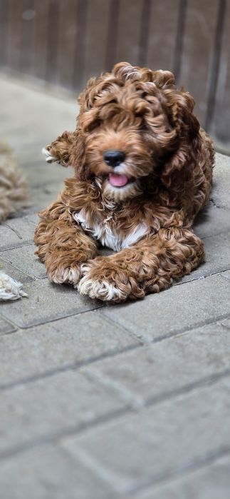 Cockapoo / dziewczynka