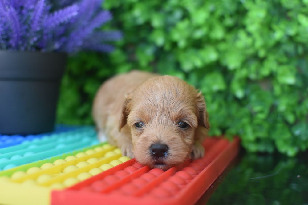 Мальтіпушка чекає на маму