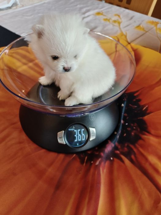 Lulu da Pomerânia menina mini