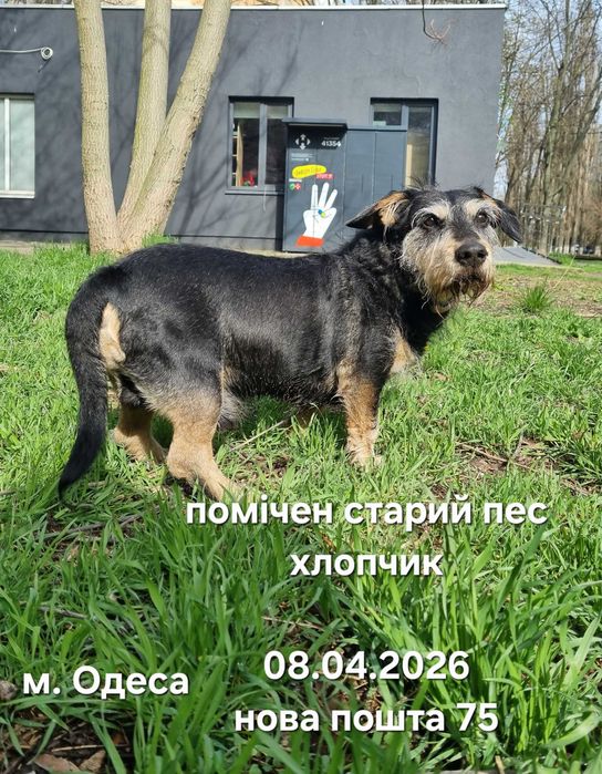 Старая собака найдена пес черный потерялся замечен найден Одесса