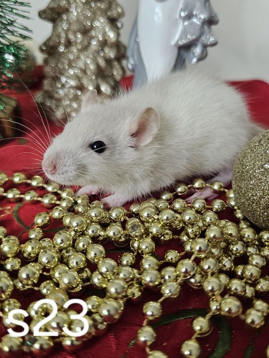 Szczur szczury szczurki