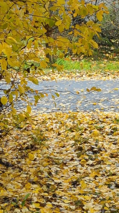 Продається приміщення після реконструкції і 25 сот в с. Буків