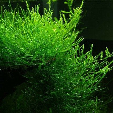 Mech Akwariowy-łatwe rośliny..