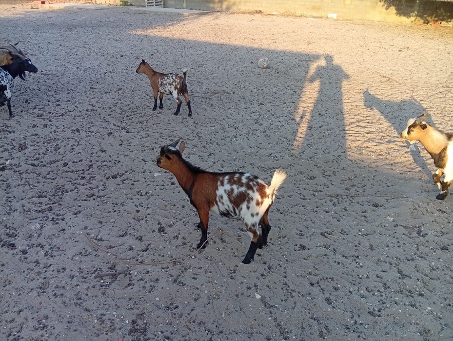 Macho anão holandês