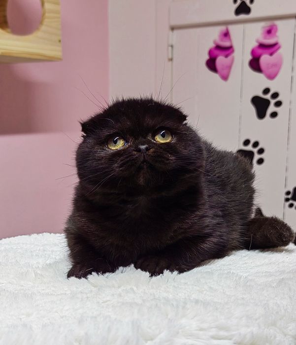 Menino scottish fold