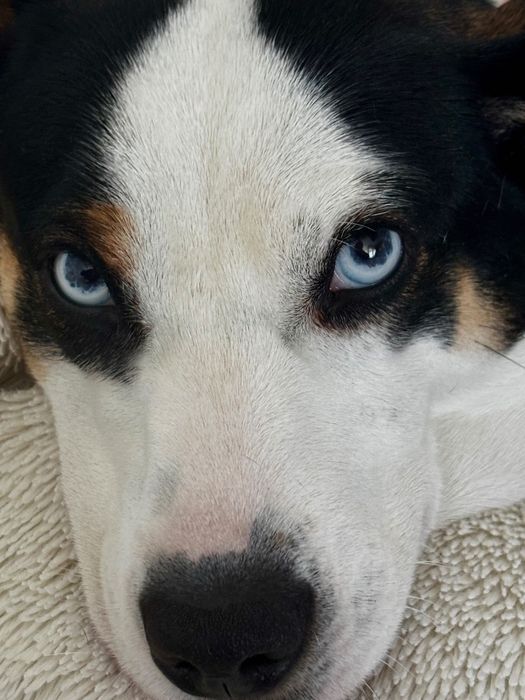 Oddam pieski w dobre ręce