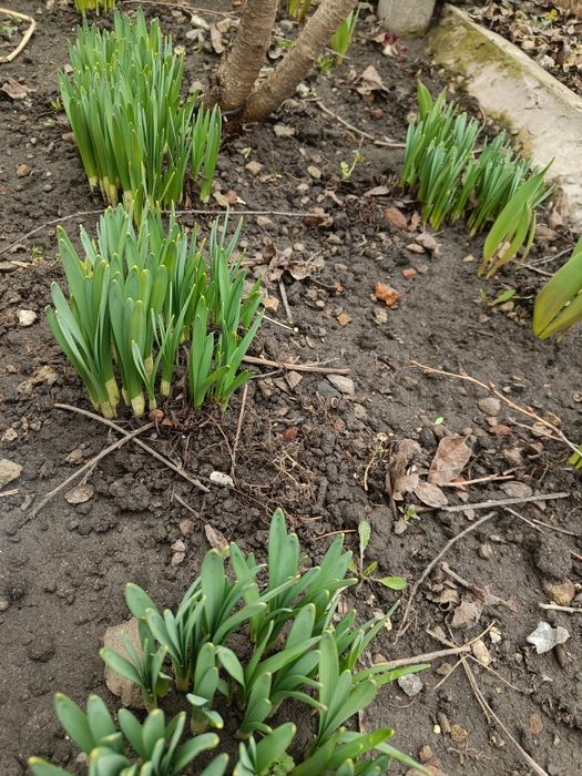 Викопаю ранні нарциси і тюльпани.