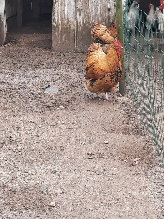 Galinhas de raça-ovos