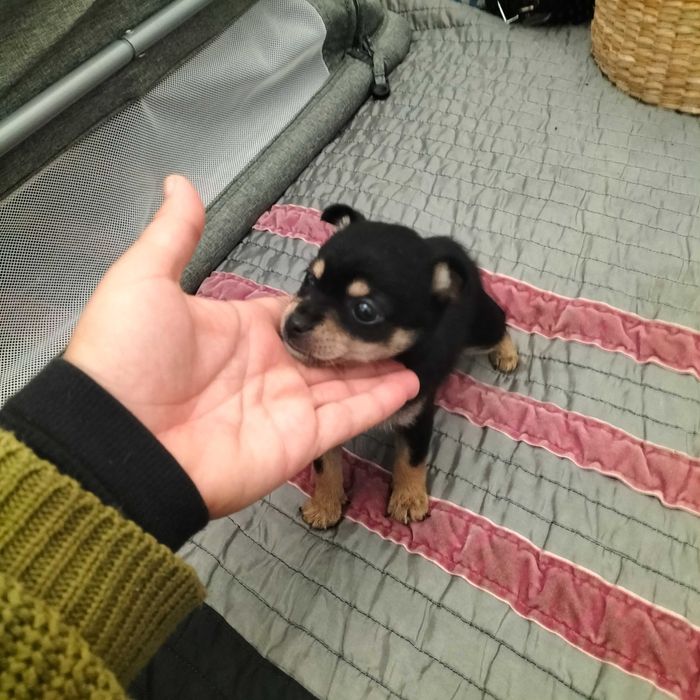 Pinscher mini fêmea