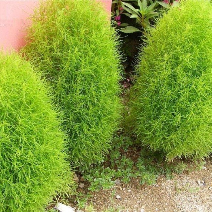 Кохія. Летний кіпаріс.