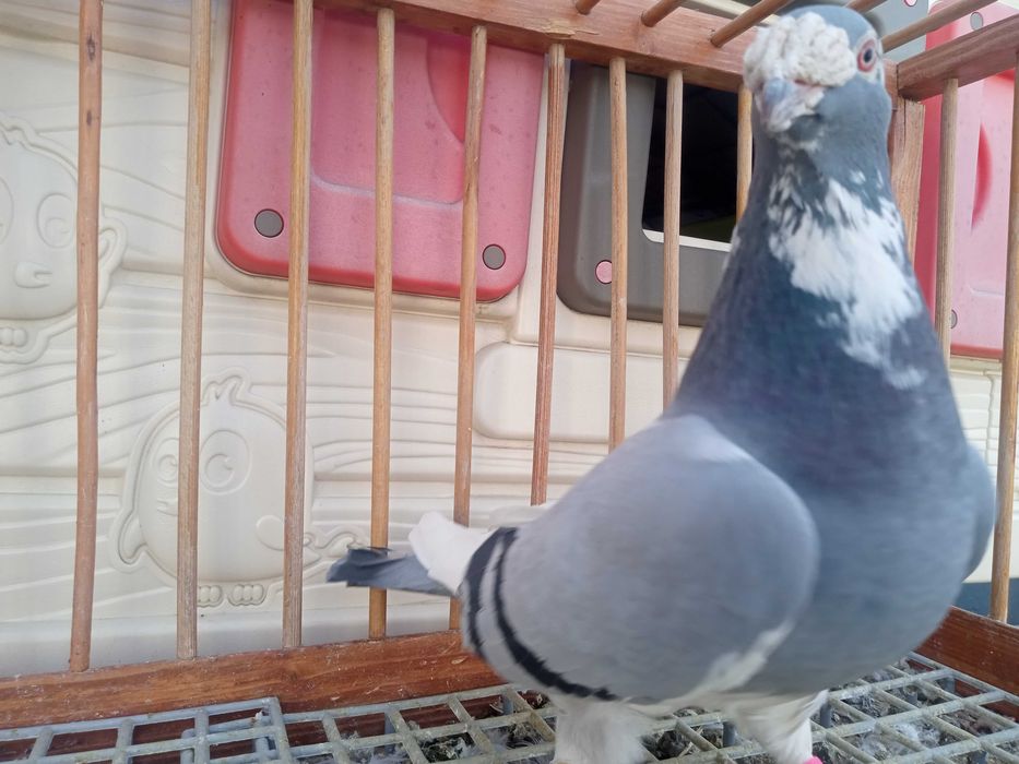 Gołębie staropolskie, gołąb staropolski