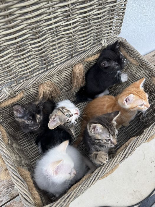 Gatinhos para Adoção
