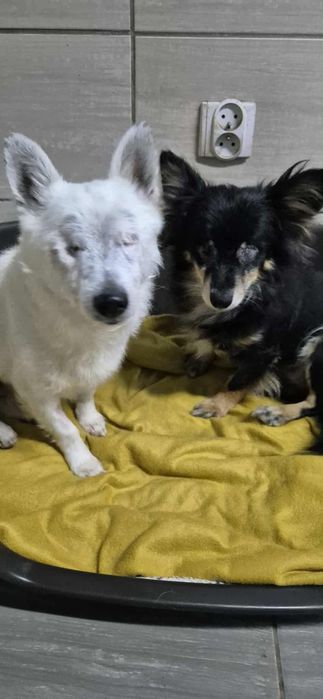 Para dzielnych, malutkich piesków do adopcji