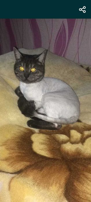 Стрижка кошек , собак, кроликов