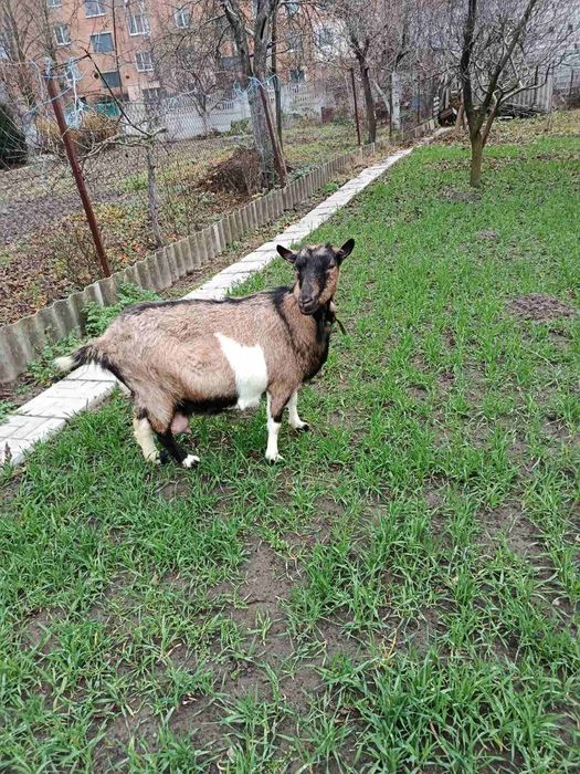 Продаю дві кози.