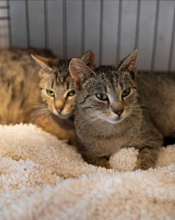 Młodziutka Grzanka szuka kochającego domku