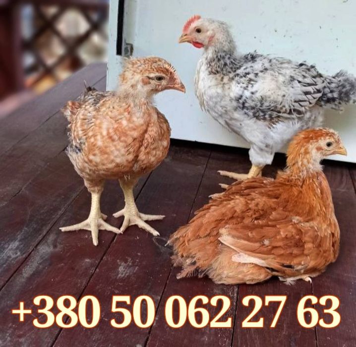 Курчата підрощені