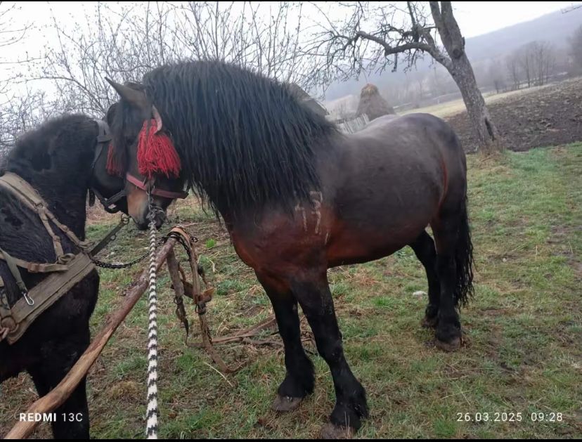 Жеребець на продажу