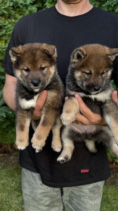Елітні сезамні цуценята шиба іну, sesame shiba inu
