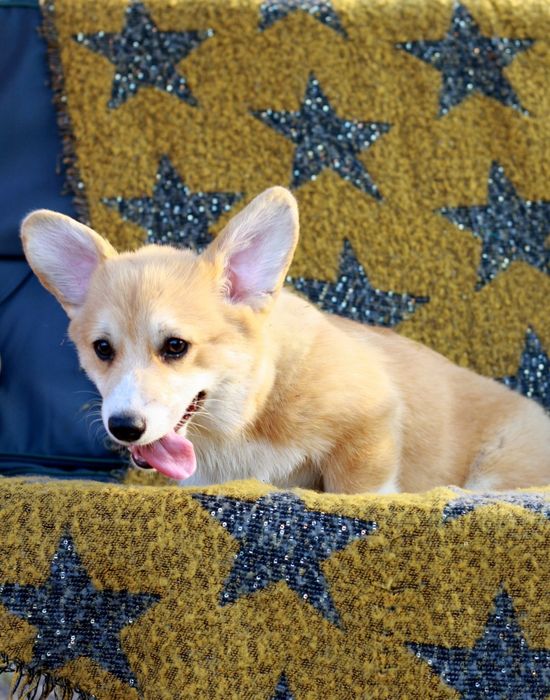 Красунечка породи вельш коргі пемброк КСУ FCI! готова до переїзду!