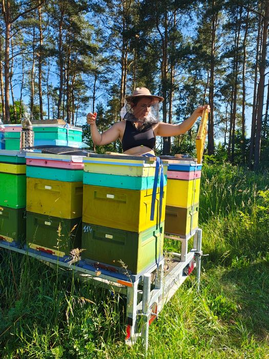 Pszczoły przezimowane, Rodziny pszczele, Dostępne również z ulami !!!