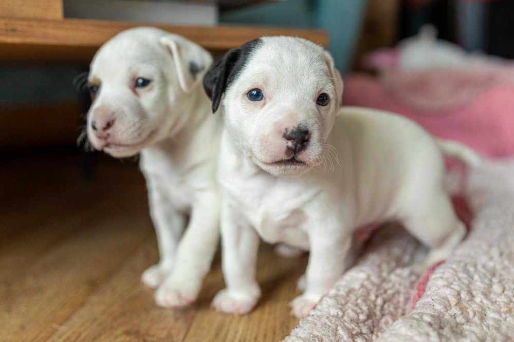 Parson Russell Terrier ZKwP/FCI – samiec Aramis, hodowla Abbey Road Hunters