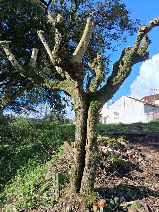 Oliveiras galegas centenárias