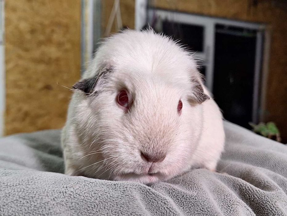 Морская свинка крестед белая девочка