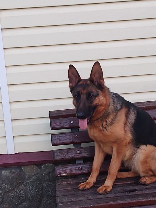 Цуценята Німецької вівчарки