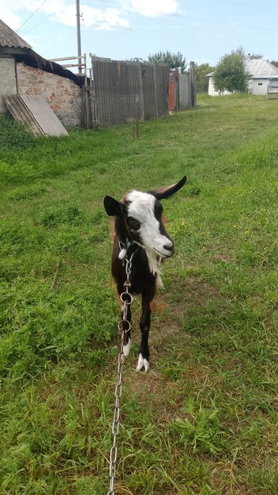 Молодая козочка коза