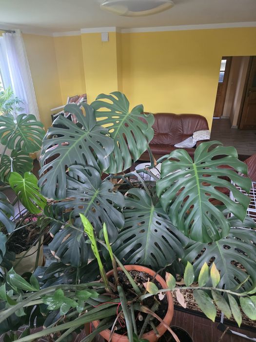 Monstera deliciosa XXL – ogromna, efekt „dżungli” (ok. 6 m²)