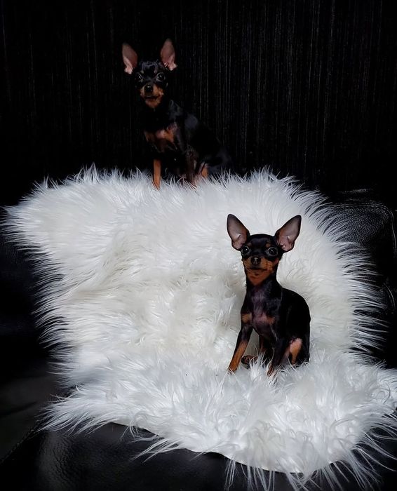 Praski Ratler / Ratlerek / Ratler (nie chihuahua) miniaturka mini xxs