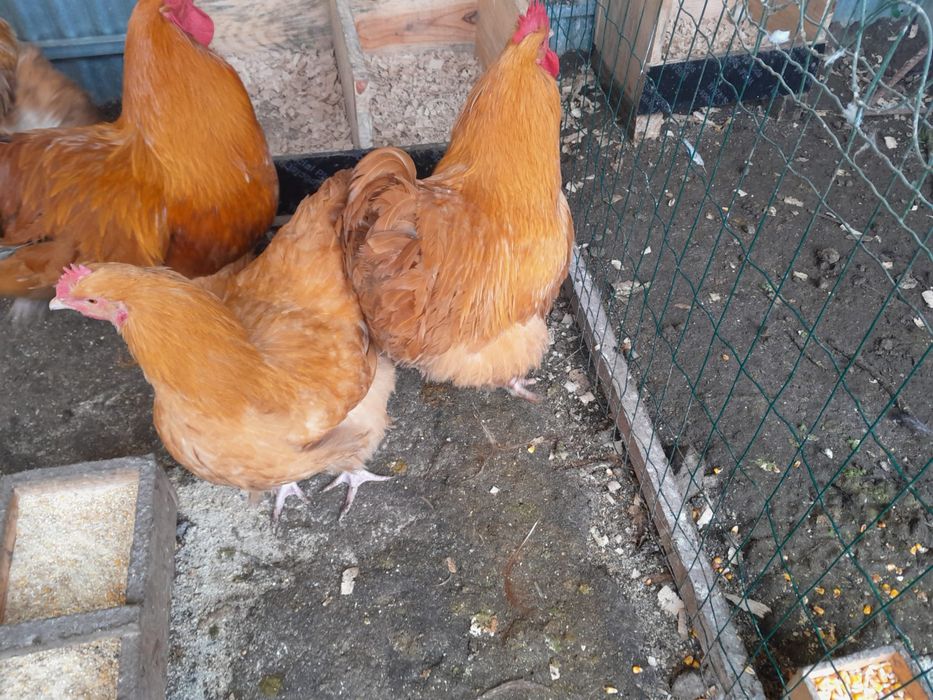 Galo orpington apenas 1