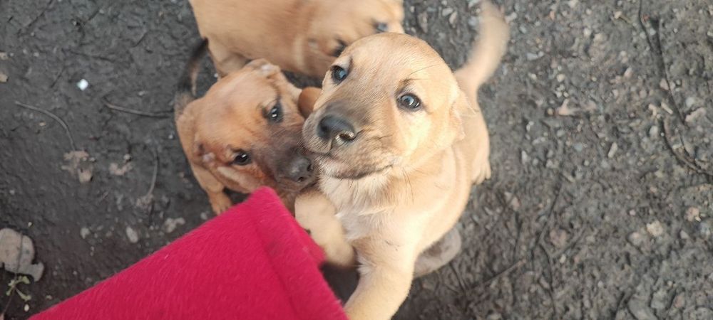 Віддам цуценят, хлопчики, 2 місяці