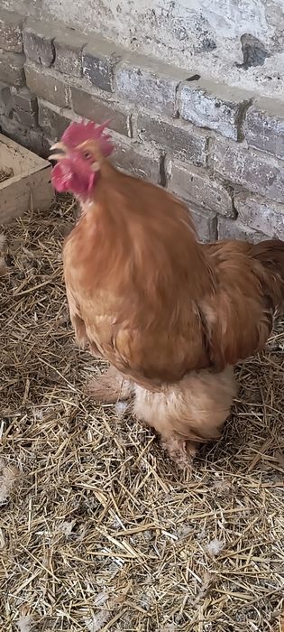 Kogut Kochlin olbrzymi