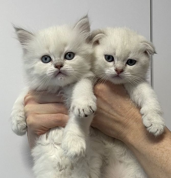 Хлопчик прямовухий