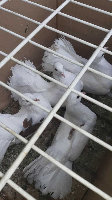 6szt pawików Do negocjacji. Kontakt SMS