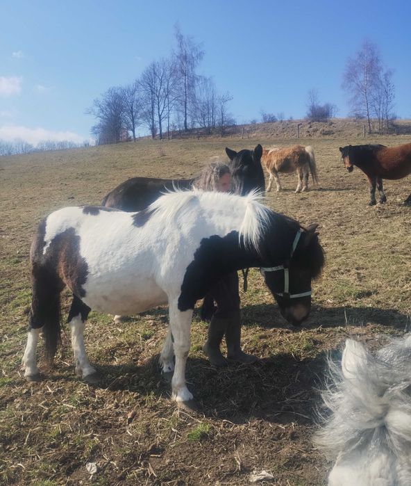 Klacz hucuł srokata