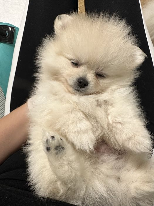 Вязка померанського шпіча, розвязаний