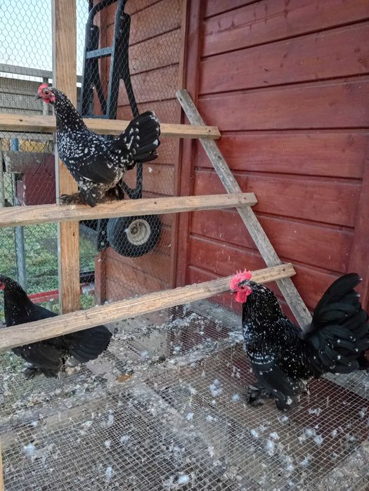 Jaja lęgowe Karxelka