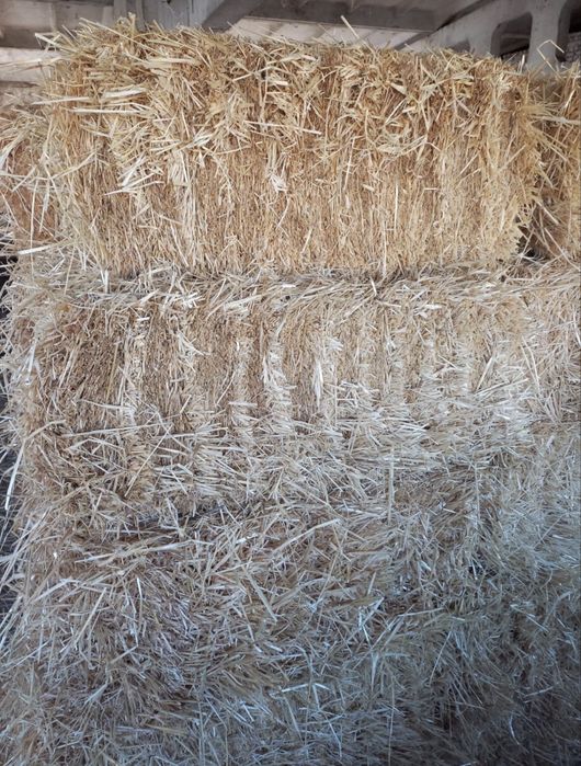 Продам лугове сіно та ячмінну солому. Урожай 2026