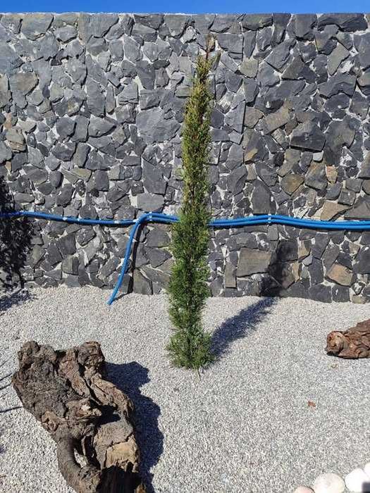 Cipreste Italiano 1,5M+