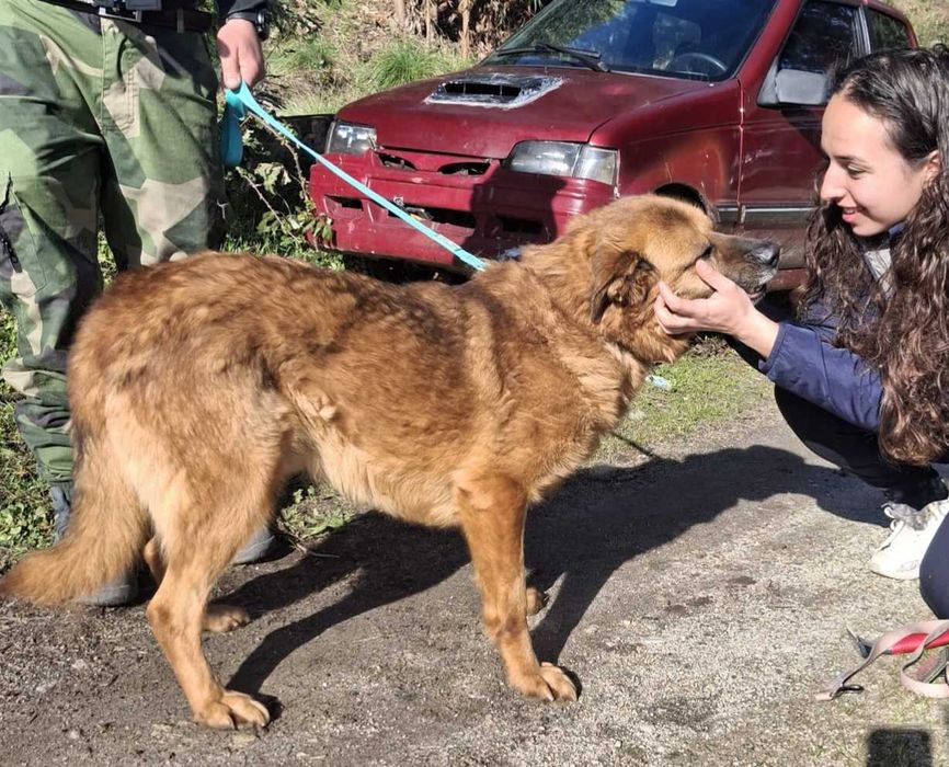 O simpático HENRIQUE está para adoção;