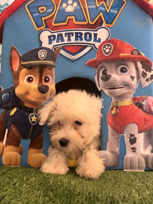 Bichon maltes super top macho