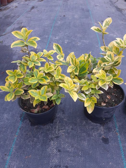 Trzmielina Emerald Gold, wysyłam