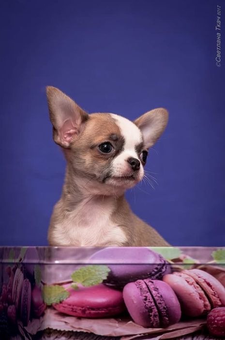 Чихуахуа. Доставка.