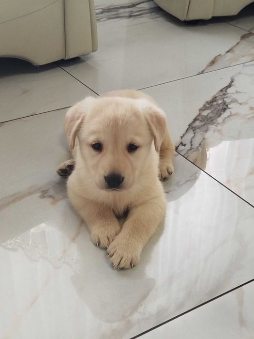 Labrador szczenię tel.-5.7.5.3.0.2.0.3.9.