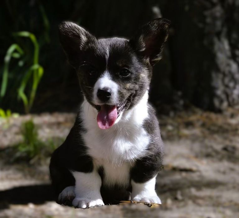 Welsh Corgi Cardigan chłopiec ZKwP FCI
