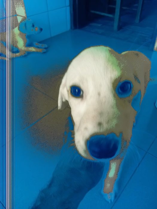 3 Cachorros para adoção responsavel...urgente